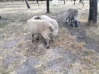 भेड़, White Suffolk sheep — फ़ोटो 7