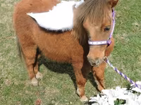 Kobila, Miniature horse — fotografija 8