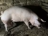 Säue, Schweine — Foto 8