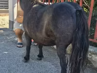 Yegua, American shetland pony — foto 3