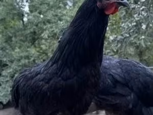 Australorp — Węgry
