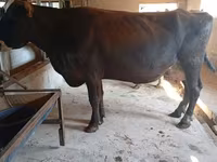 Krowa, Swiss cattle — zdjęcie 6