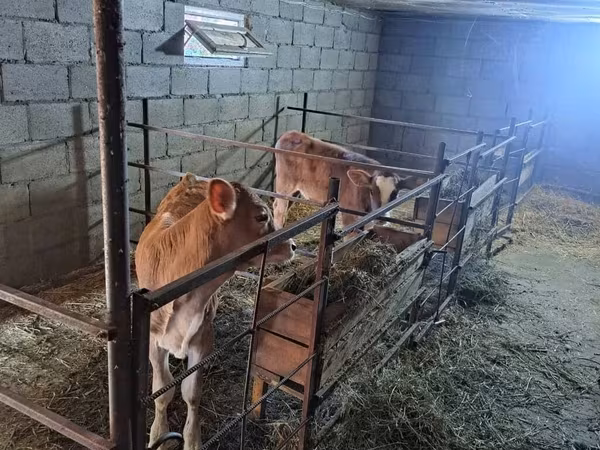 İnək, Swiss cattle