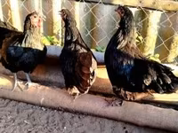 Australorp — zdjęcie 5