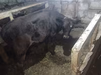 Cow, Simmental cattle — photo 6