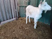 Koza, Pomellata goat — fotografija 8