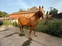 Kobila, Haflinger — fotografija 1