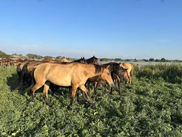 雄馬, Bashkir horse