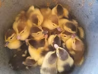 Ducks — fotografija 1