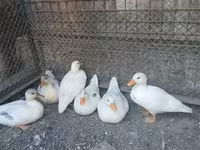 Ducks — fotografija 2