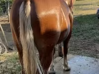 Horse (M), Horses — photo 2
