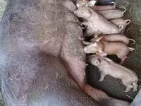 Cerdos (lote, sexo no especificado), Cerdos — foto 7