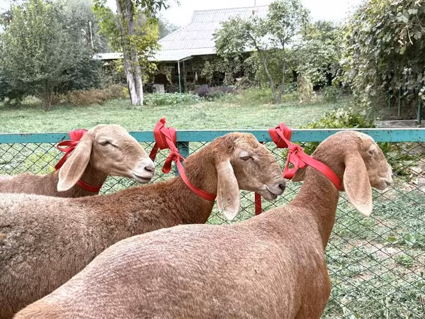 Brebis, Arashan sheep