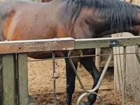 Kobila, Nonius horse — fotografija 2