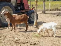 Koza, Nubian Goat — fotografija 3