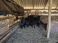 भेड़, Racka sheep — फ़ोटो 3