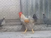 Chickens — zdjęcie 4