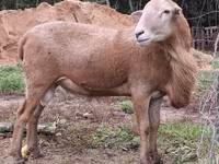 Ovan, Katum sheep — fotografija 2
