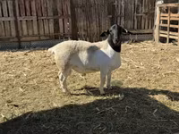 Bélier, Dorper sheep — photo 4