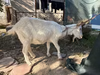Ziege, Russian White goat — Foto 2