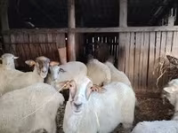 Вівця, Ile-de-France sheep — фото 5