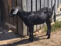 Bode, Nubian Goat — foto 3