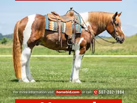 Pastuv, Pinto horses — fotografija 1