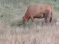 母牛, Limousin cow — 照片 2