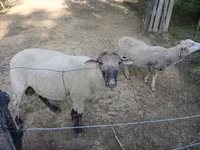 雄羊, White Suffolk sheep — 写真 4