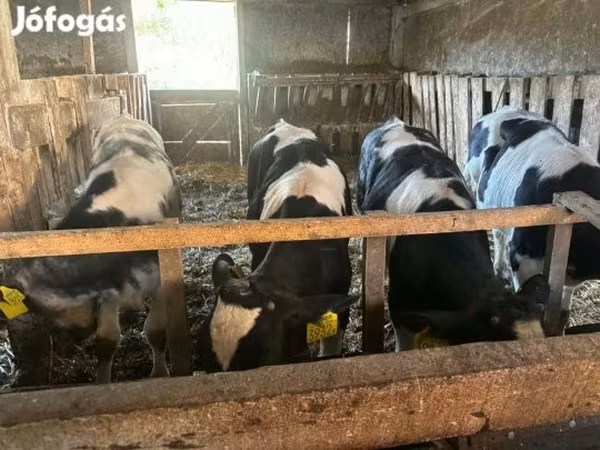 Taureau, Race Holstein — Hongrie