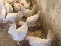 Chickens — fotografija 6