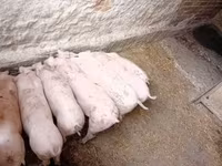 Säue, Schweine — Foto 3