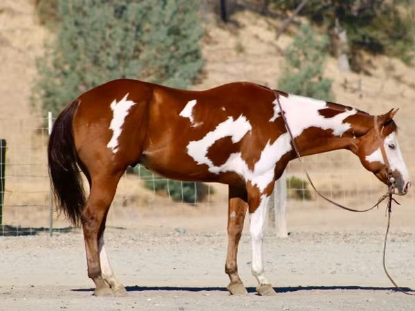 Pastuv, American paint horse