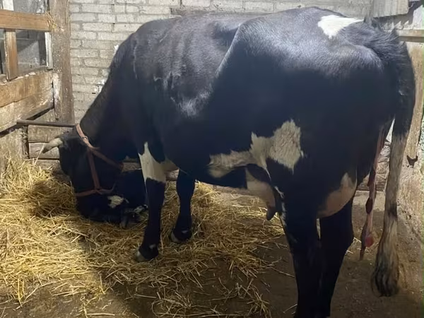 Vaca, Raça Holstein