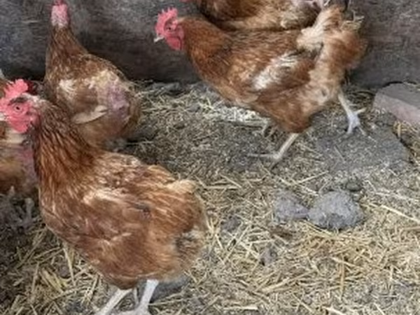 Chickens