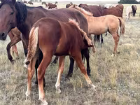 Égua, Cavalos — foto 2