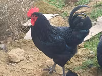 Australorp — fotografija 2
