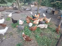 Chickens — zdjęcie 3