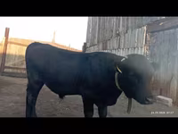 Bull, Swiss cattle — photo 1