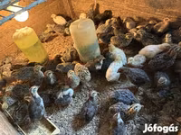 Quails — 照片 2