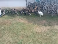 Turkeys — zdjęcie 3