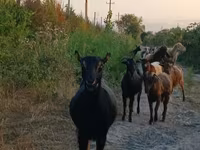 Ziege, Damask goat — Foto 4