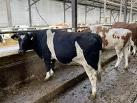 Krava, Russian Black pied cattle — fotografija 4