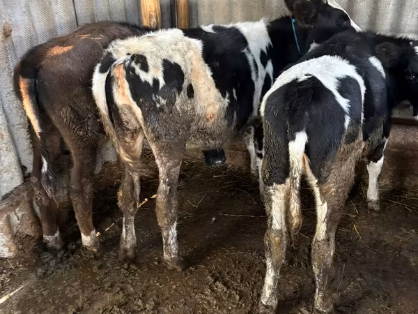 Krowa, Russian Black pied cattle