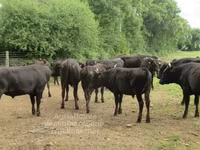 Bull, Wagyu — photo 2