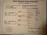 Pastuv, Rocky Mountain Horse — fotografija 7