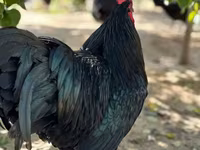 Australorp — fotografija 2