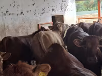 Bik, Simmental cattle — fotografija 6