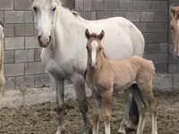 Kobila, Mugalzhar horse — fotografija 1