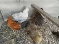 Silkie — zdjęcie 4